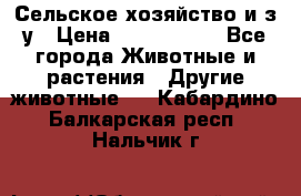 Сельское хозяйство и з/у › Цена ­ 2 500 000 - Все города Животные и растения » Другие животные   . Кабардино-Балкарская респ.,Нальчик г.